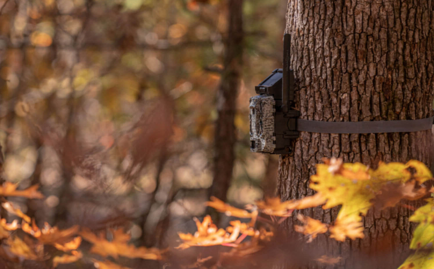 Spypoint Micro S LTE Camera