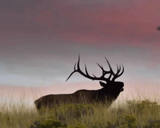 Elk-Image